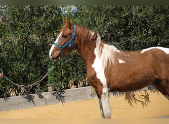 PRE Mestizo, Semental, 5 años, 159 cm, Pío