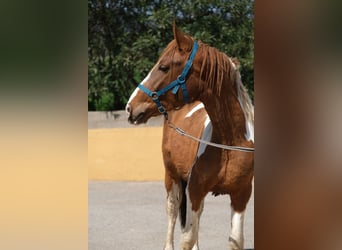 PRE Mestizo, Semental, 5 años, 159 cm, Pío