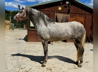 PRE, Semental, 5 años, 159 cm, Tordo rodado
