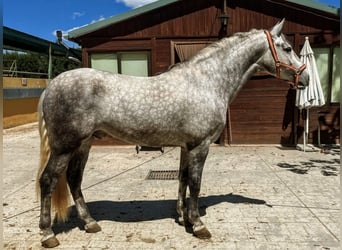 PRE, Semental, 5 años, 159 cm, Tordo rodado