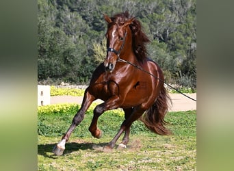 PRE Mestizo, Semental, 5 años, 160 cm, Alazán