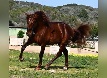 PRE Mestizo, Semental, 5 años, 160 cm, Alazán