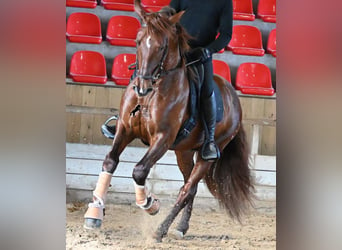 PRE Mestizo, Semental, 5 años, 160 cm, Alazán