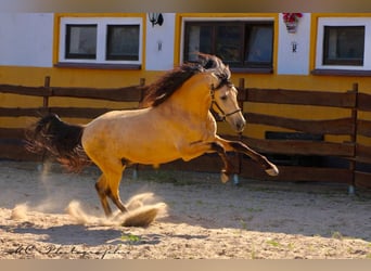 PRE Mestizo, Semental, 5 años, 160 cm, Bayo