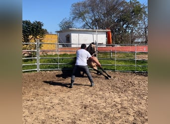 PRE Mestizo, Semental, 5 años, 160 cm, Bayo