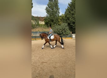 PRE Mestizo, Semental, 5 años, 160 cm, Castaño
