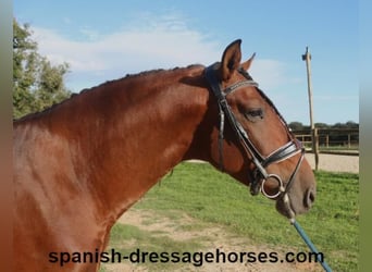 PRE Mestizo, Semental, 5 años, 160 cm, Castaño