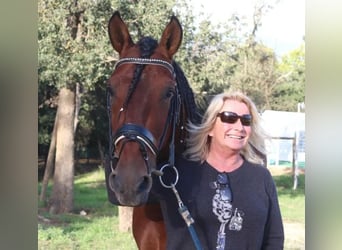 PRE Mestizo, Semental, 5 años, 160 cm, Castaño