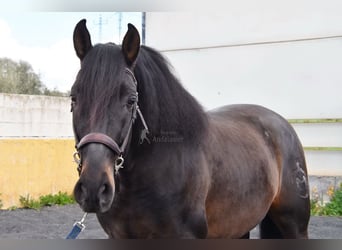 PRE, Semental, 5 años, 160 cm, Castaño oscuro