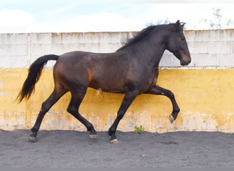 PRE, Semental, 5 años, 160 cm, Castaño oscuro