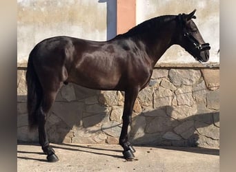 PRE Mestizo, Semental, 5 años, 160 cm, Castaño oscuro