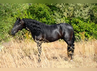 PRE Mestizo, Semental, 5 años, 160 cm, Negro