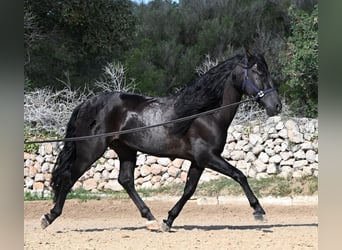 PRE Mestizo, Semental, 5 años, 160 cm, Negro
