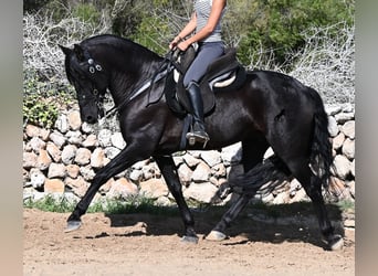 PRE Mestizo, Semental, 5 años, 160 cm, Negro
