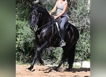 PRE Mestizo, Semental, 5 años, 160 cm, Negro