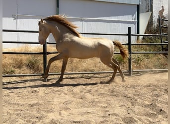 PRE Mestizo, Semental, 5 años, 160 cm, Perlino