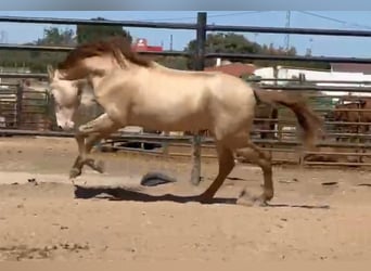 PRE Mestizo, Semental, 5 años, 160 cm, Perlino