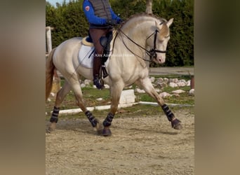 PRE Mestizo, Semental, 5 años, 160 cm, Perlino