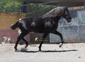PRE, Semental, 5 años, 160 cm, Tordillo negro