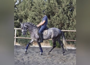 PRE, Semental, 5 años, 160 cm, Tordo