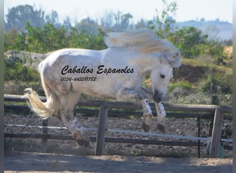 PRE, Semental, 5 años, 160 cm, Tordo