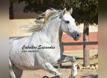 PRE, Semental, 5 años, 160 cm, Tordo