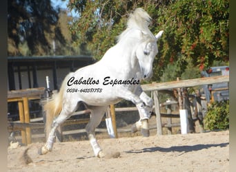 PRE, Semental, 5 años, 160 cm, Tordo