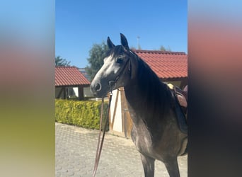 PRE Mestizo, Semental, 5 años, 160 cm, Tordo rodado