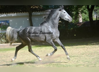 PRE Mestizo, Semental, 5 años, 160 cm, Tordo rodado