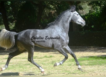 PRE Mestizo, Semental, 5 años, 160 cm, Tordo rodado