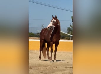 PRE Mestizo, Semental, 5 años, 161 cm, Alazán
