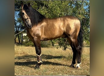 PRE Mestizo, Semental, 5 años, 161 cm, Buckskin/Bayo