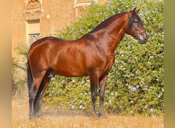 PRE, Semental, 5 años, 161 cm, Castaño