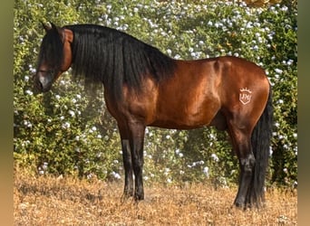PRE, Semental, 5 años, 161 cm, Castaño