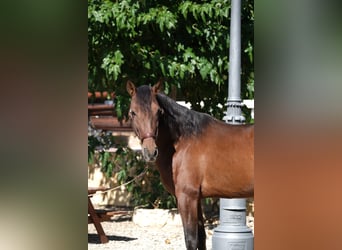 PRE Mestizo, Semental, 5 años, 161 cm, Castaño rojizo