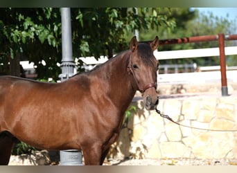 PRE Mestizo, Semental, 5 años, 161 cm, Castaño rojizo