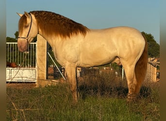 PRE Mestizo, Semental, 5 años, 161 cm, Champán