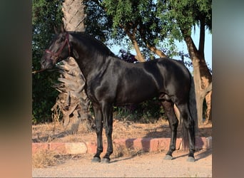 PRE Mestizo, Semental, 5 años, 161 cm, Negro