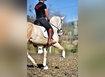 PRE Mestizo, Semental, 5 años, 161 cm, Tordo