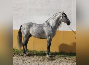 PRE, Semental, 5 años, 161 cm, Tordo rodado