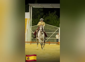 PRE Mestizo, Semental, 5 años, 161 cm, Tordo