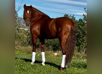 PRE Mestizo, Semental, 5 años, 162 cm, Alazán