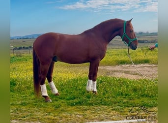 PRE Mestizo, Semental, 5 años, 162 cm, Alazán