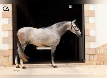 PRE, Semental, 5 años, 162 cm