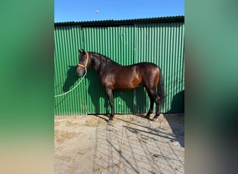 PRE, Semental, 5 años, 162 cm, Castaño