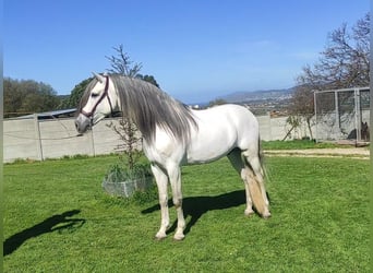 PRE Mestizo, Semental, 5 años, 162 cm, Tordo