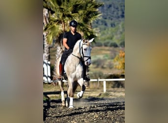 PRE, Semental, 5 años, 162 cm, Tordo