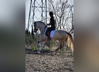 PRE Mestizo, Semental, 5 años, 162 cm, Tordo