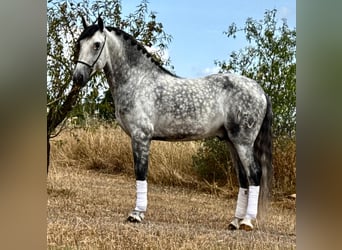 PRE Mestizo, Semental, 5 años, 162 cm, Tordo rodado