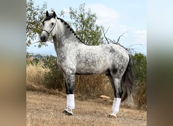 PRE Mestizo, Semental, 5 años, 162 cm, Tordo rodado